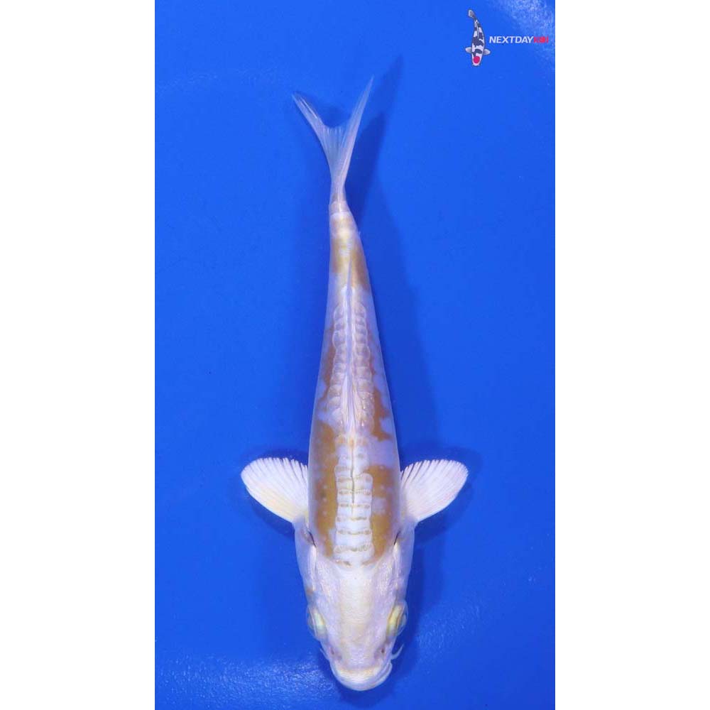 4.5” Imported Doitsu Lemon Hariwake