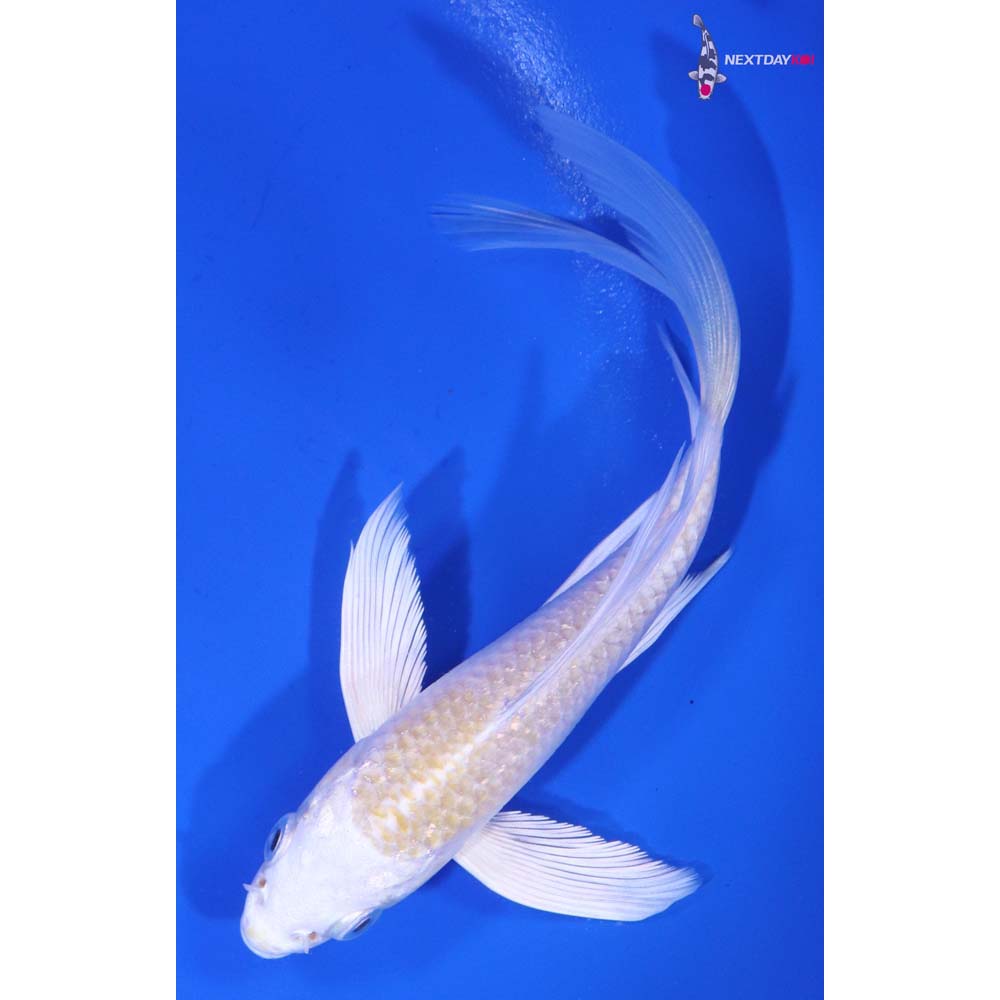 5” Imported Lemon Hariwake Butterfly Koi