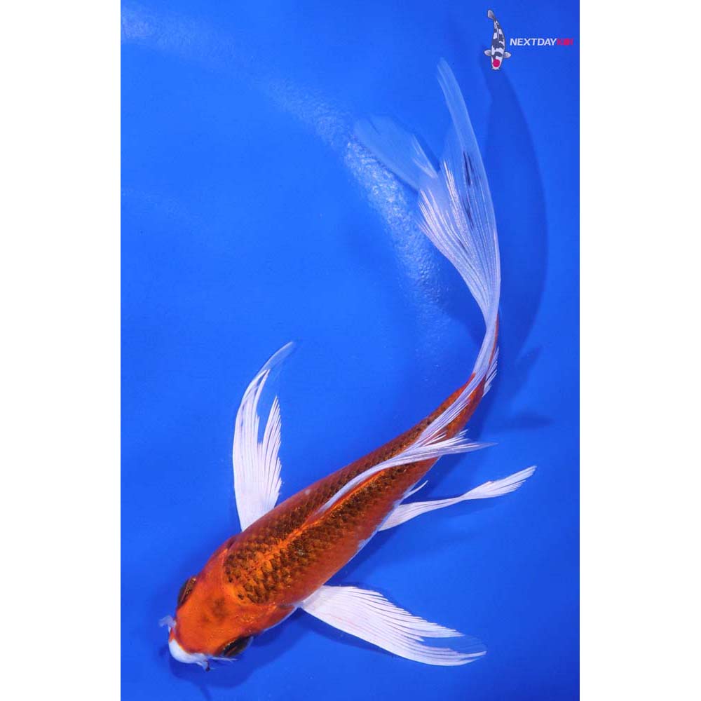 6” Imported Kujaku Butterfly Koi