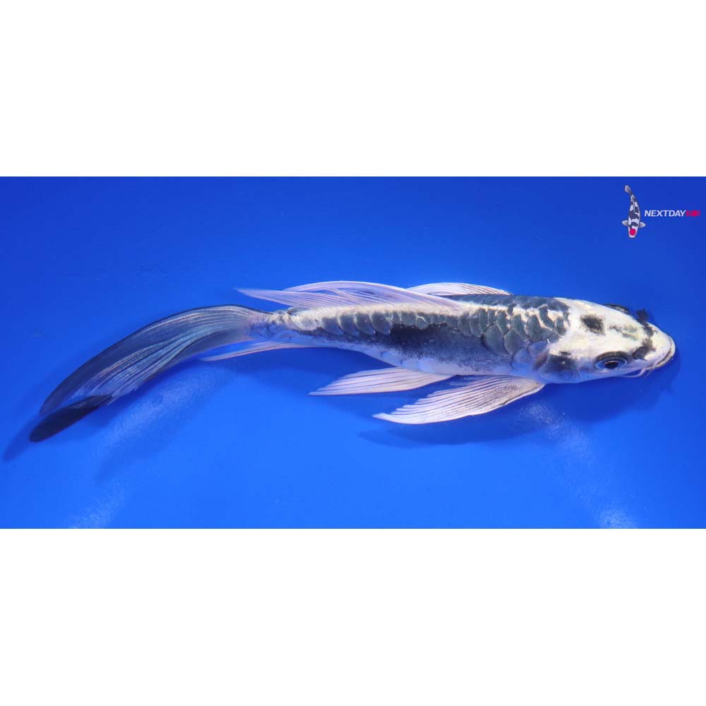7” Imported Kin Kikokuryu Butterfly Koi