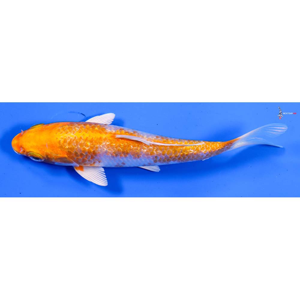 5” Imported Gin Rin Hariwake