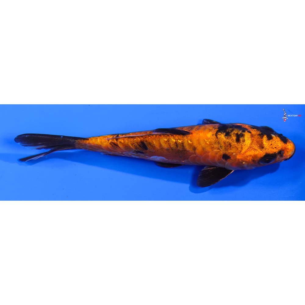 5” Imported Doitsu Kin Hi Utsuri
