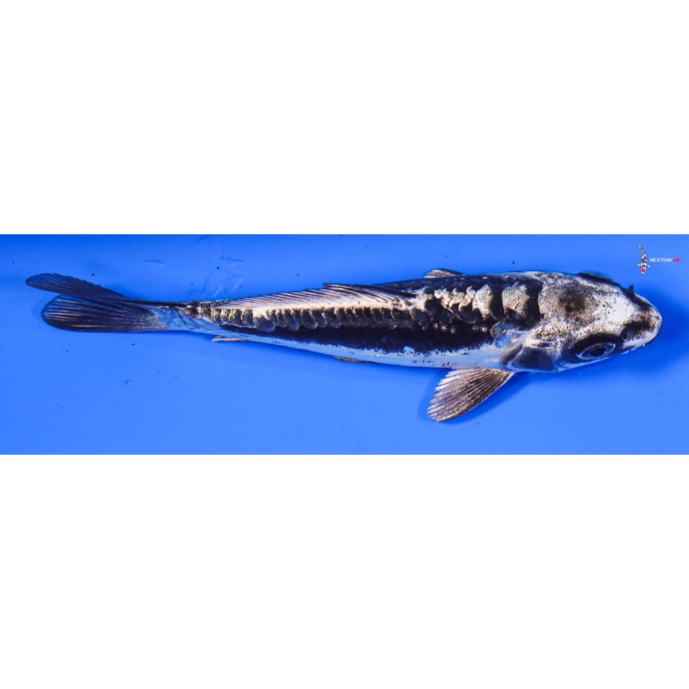 5” Imported Kikokuryu