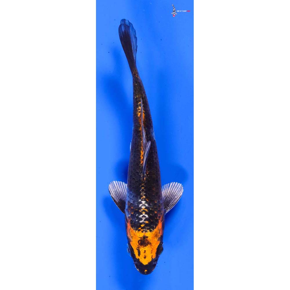 5” Imported Kujaku