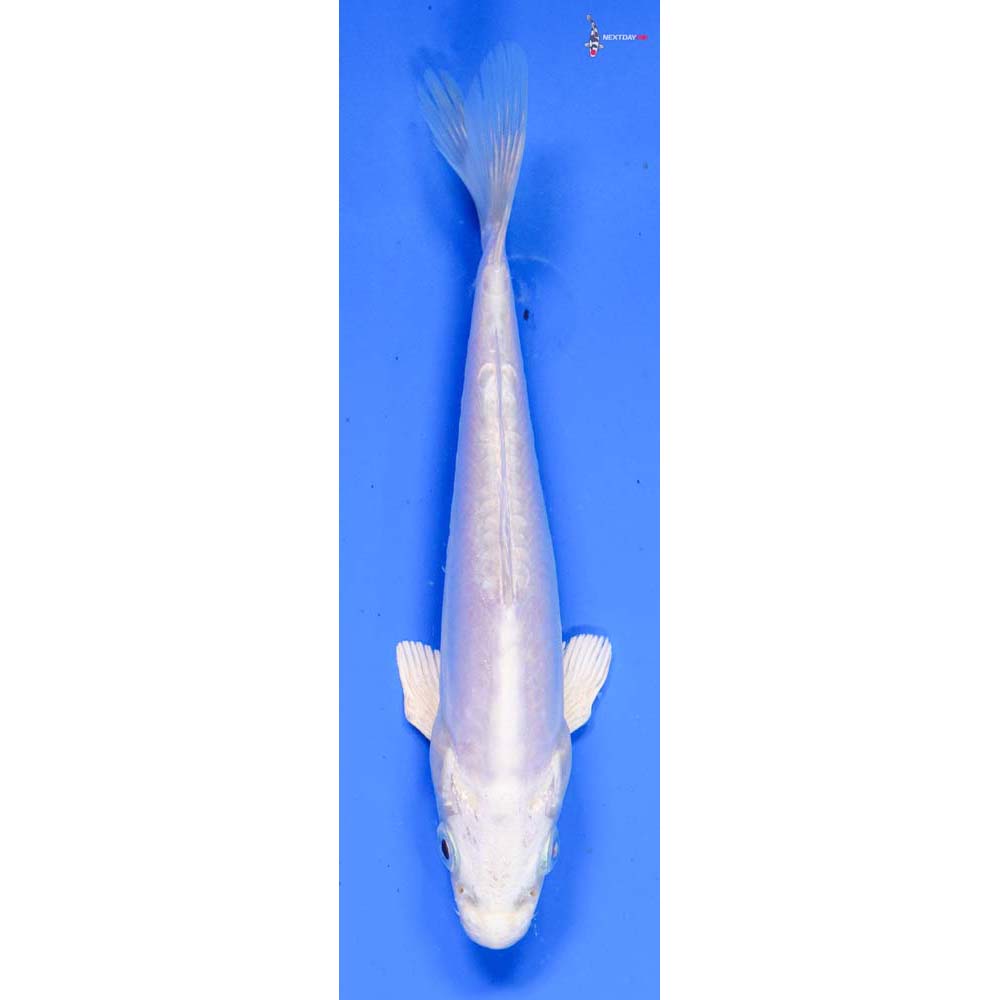 5.5” Imported Doitsu Platinum Ogon
