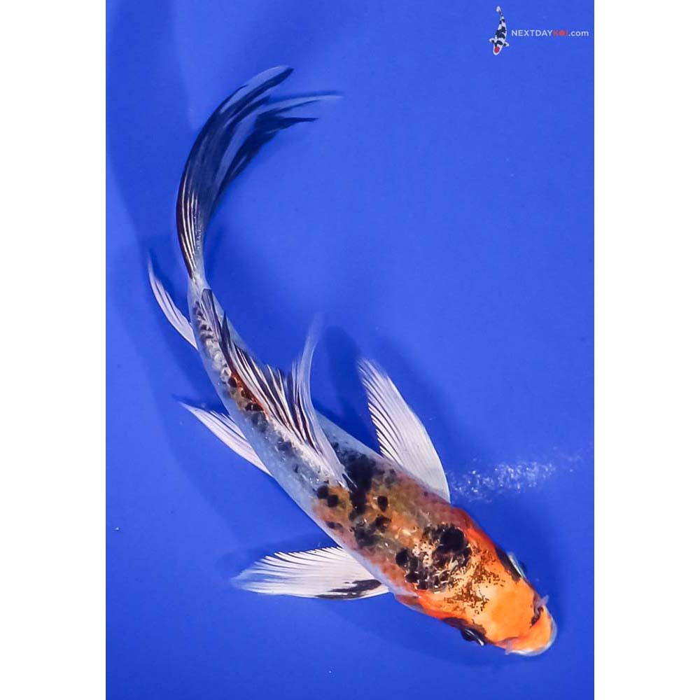 5” Imported Yamato Nishiki Butterfly Koi