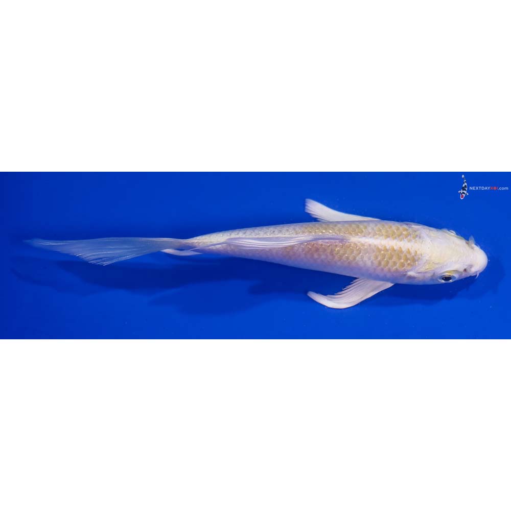 5” Imported Lemon Hariwake Butterfly Koi
