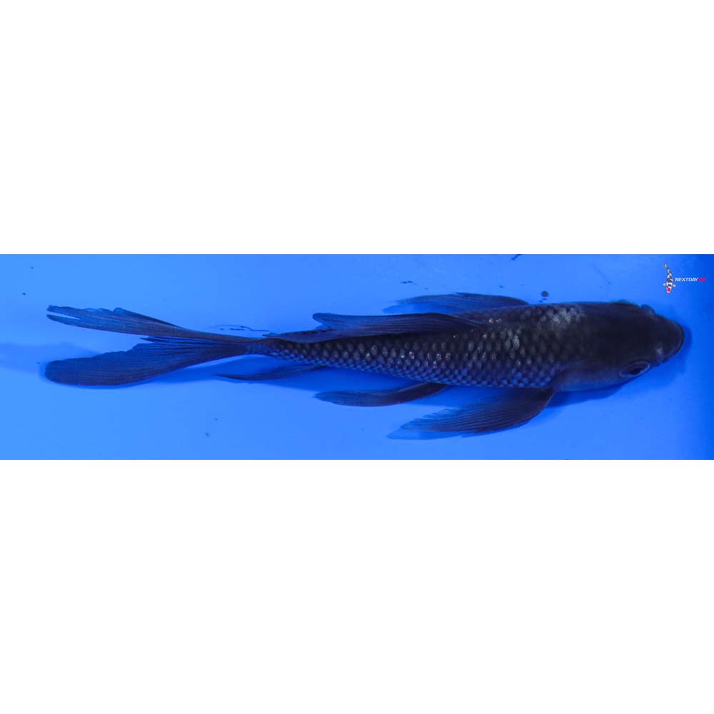 5” Imported Matsukawabakke Butterfly Koi