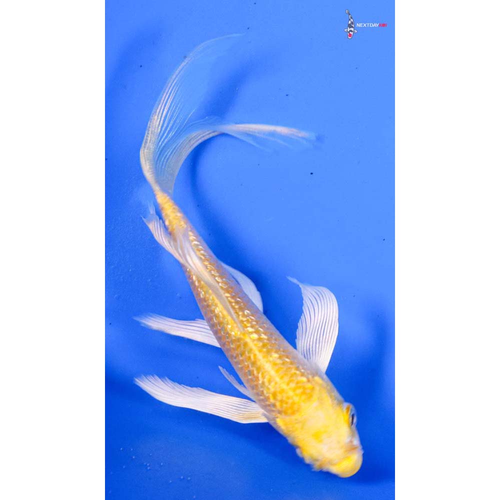 5” Imported Gin Rin Yamabuki Ogon Butterfly Koi