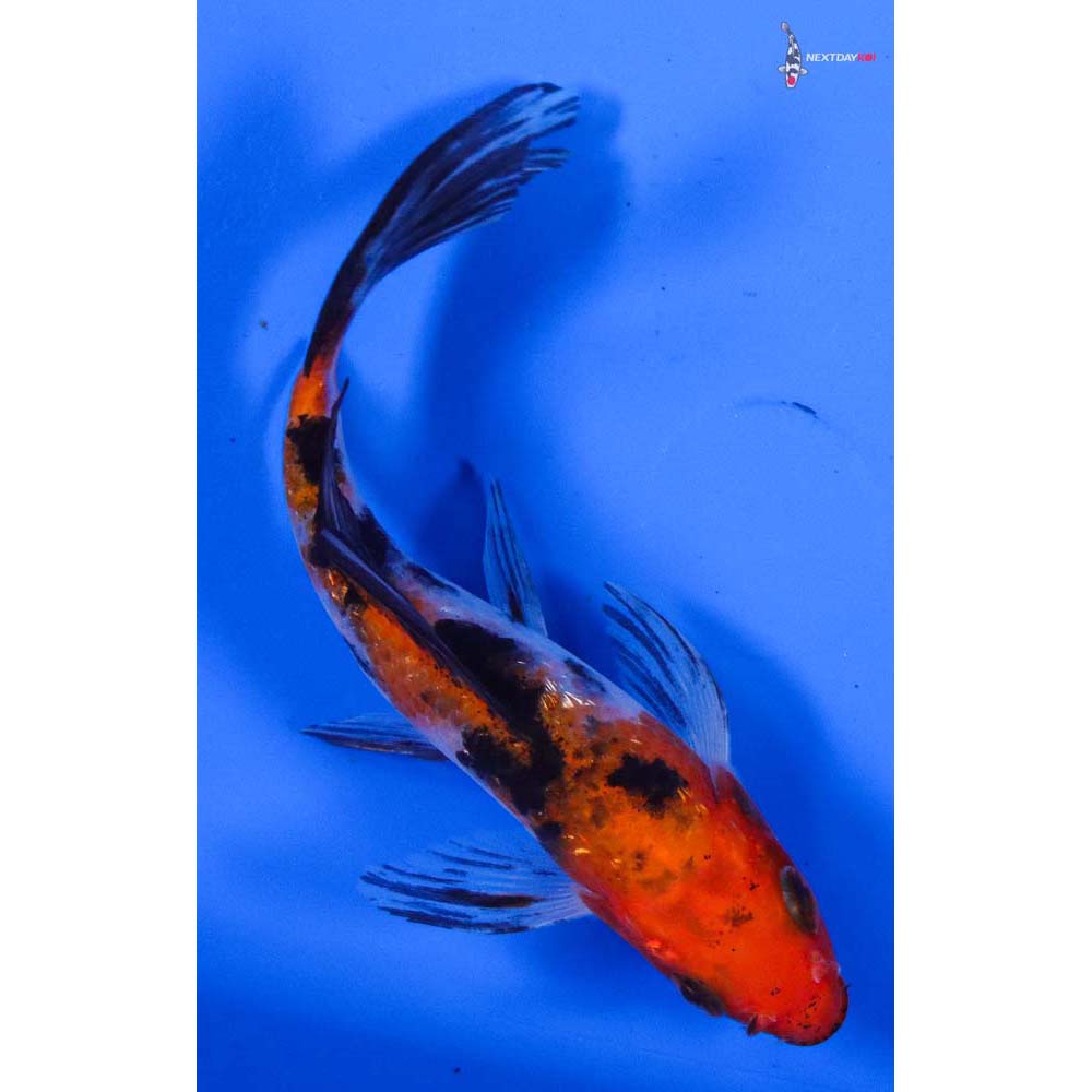 4” Imported Sanke Butterfly Koi