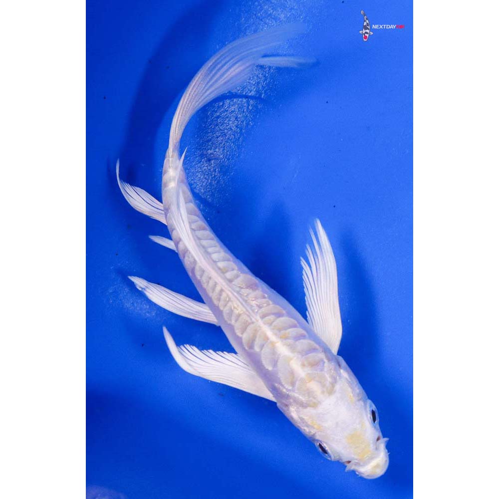 4” Imported Doitsu Lemon Hariwake Butterfly Koi