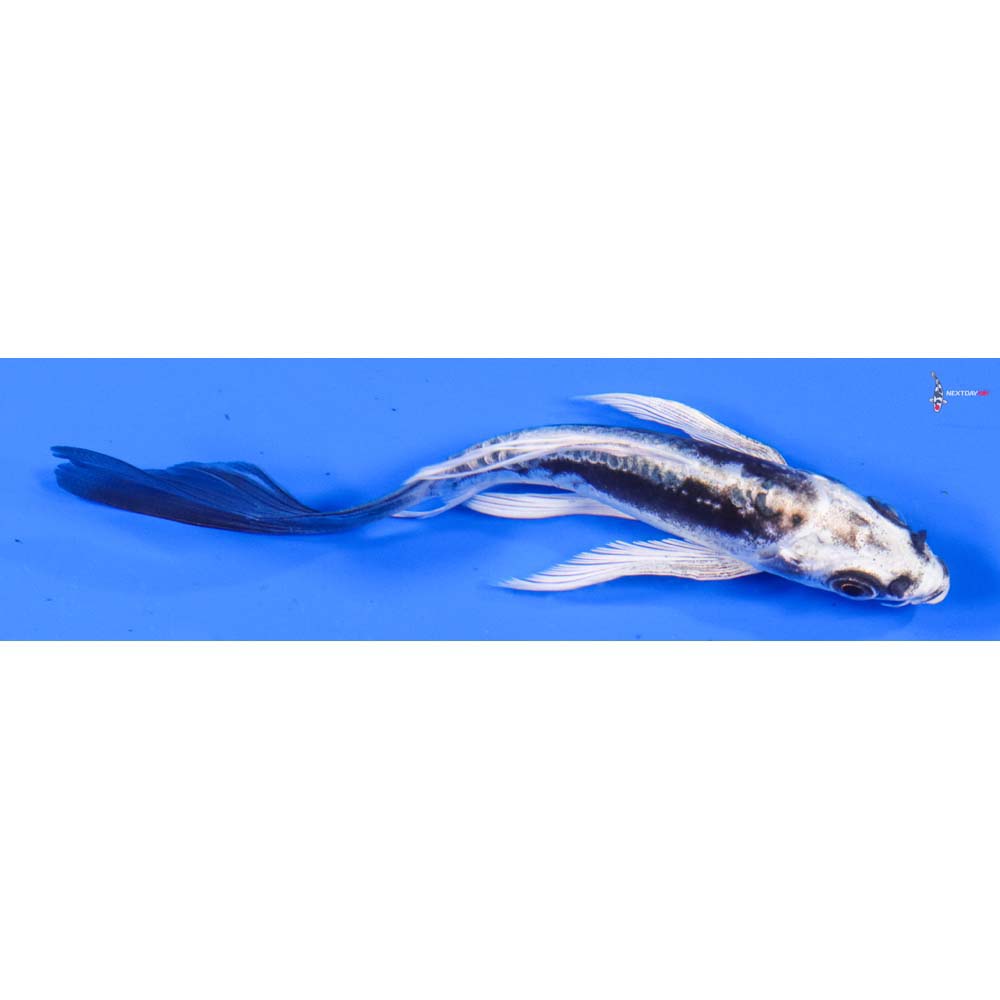 4” Imported Kikokuryu Butterfly Koi