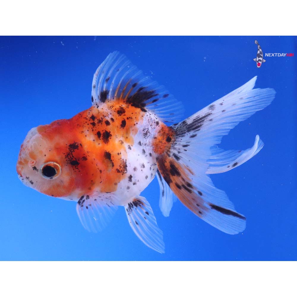4” Imported Calico Oranda