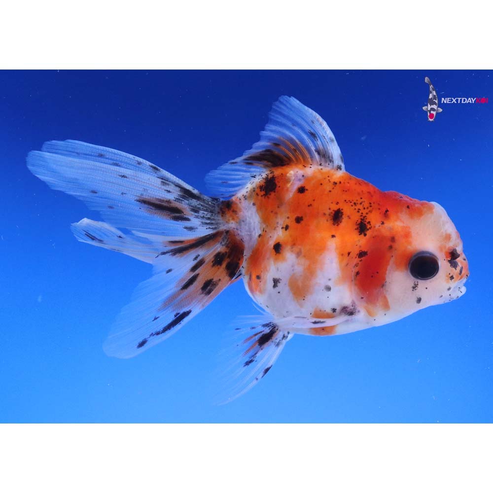 4” Imported Calico Oranda
