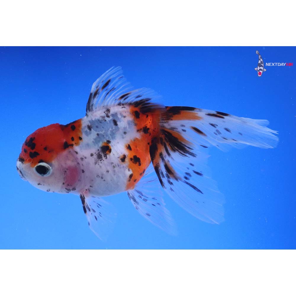 4” Imported Calico Oranda