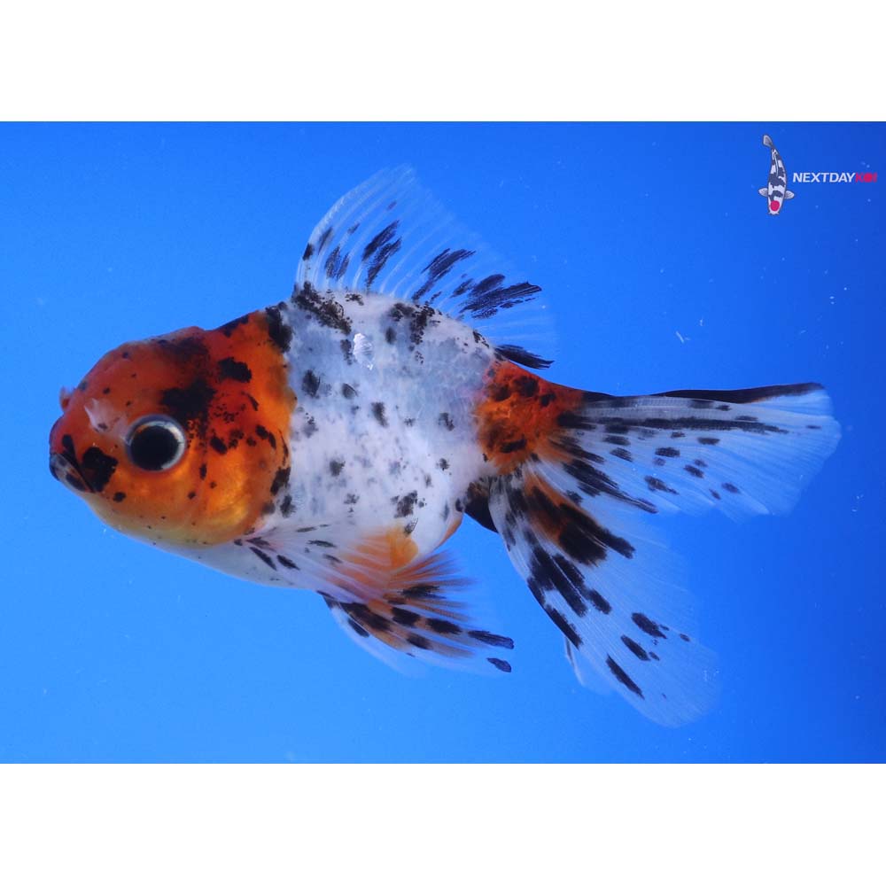 4” Imported Calico Oranda