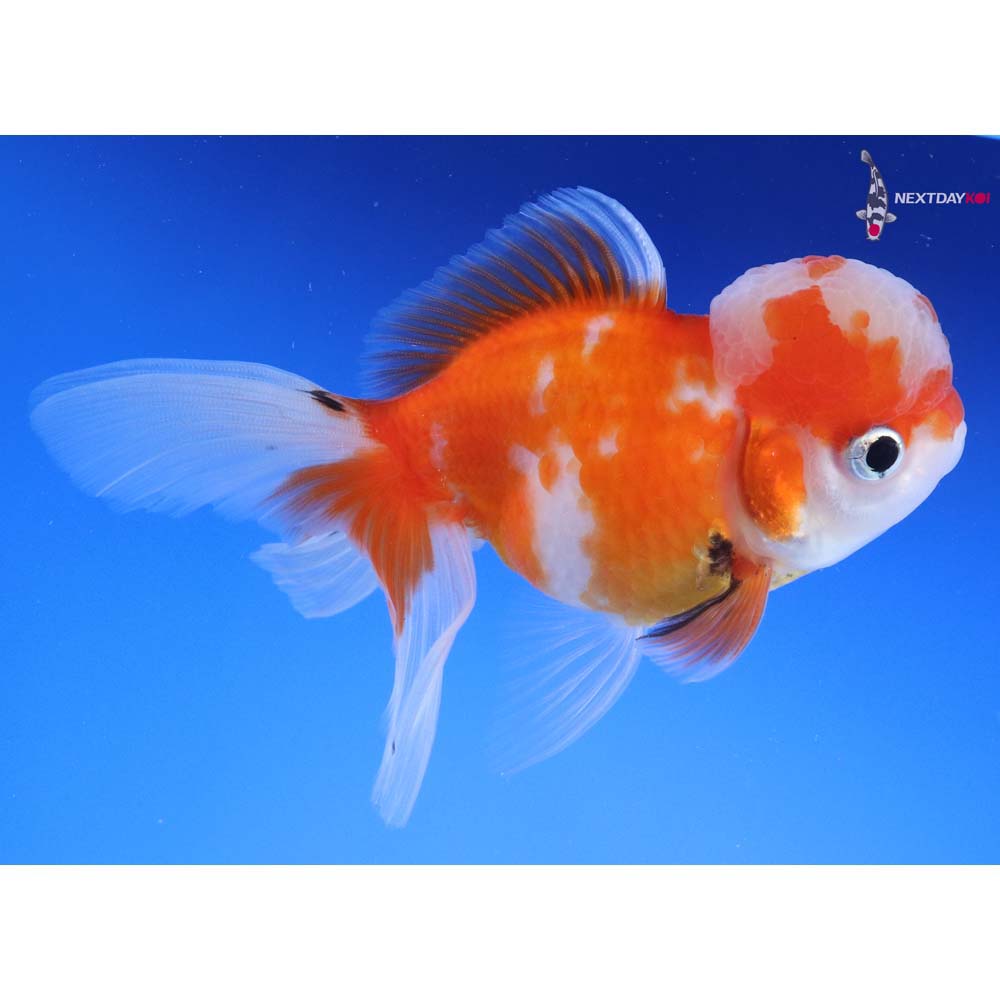 4” Imported Calico Oranda