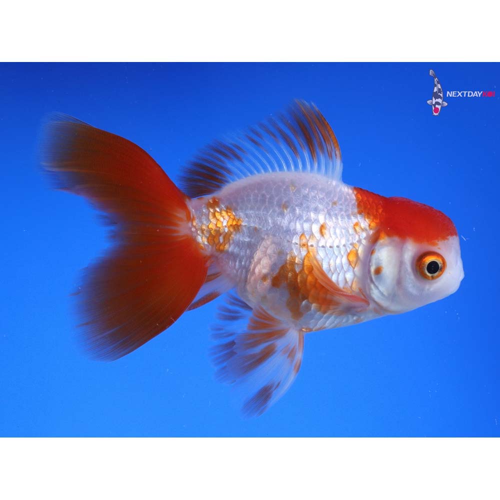 3.5” Imported Red and White Oranda