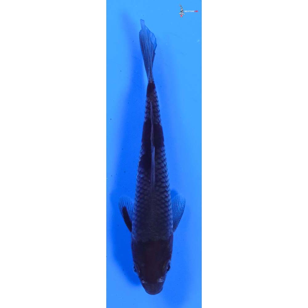 4” Imported Ochiba Shigure