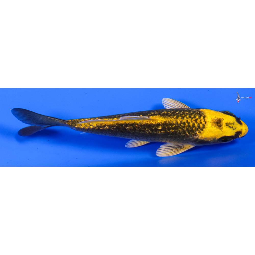 4” Imported Gin Rin Ki Matsuba