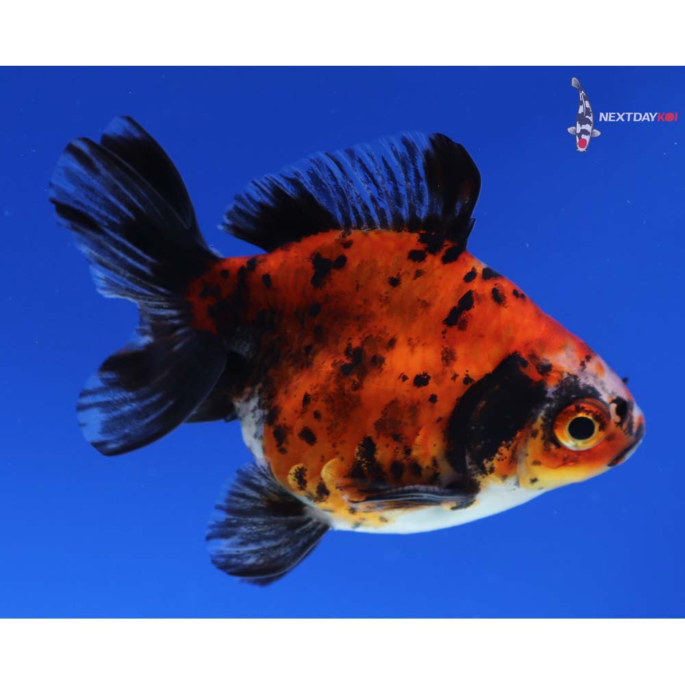 3.5” Imported Male Calico Ryukin