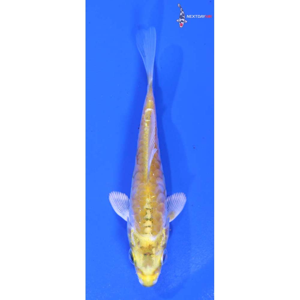 3” Imported Armor Scaled Lemon Hariwake