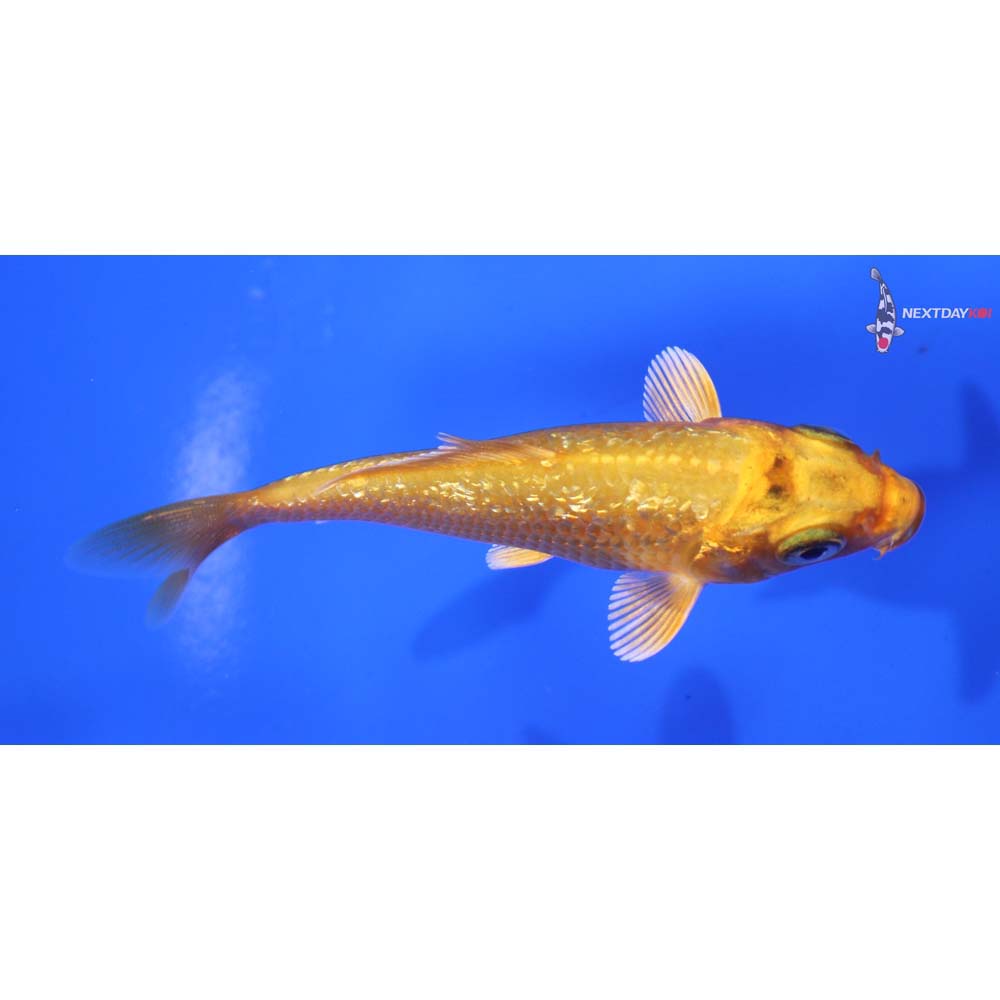 3” Imported Gin Rin Orenji Ogon