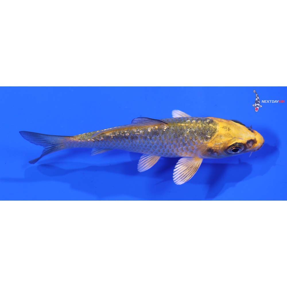 3.5” Imported Kujaku