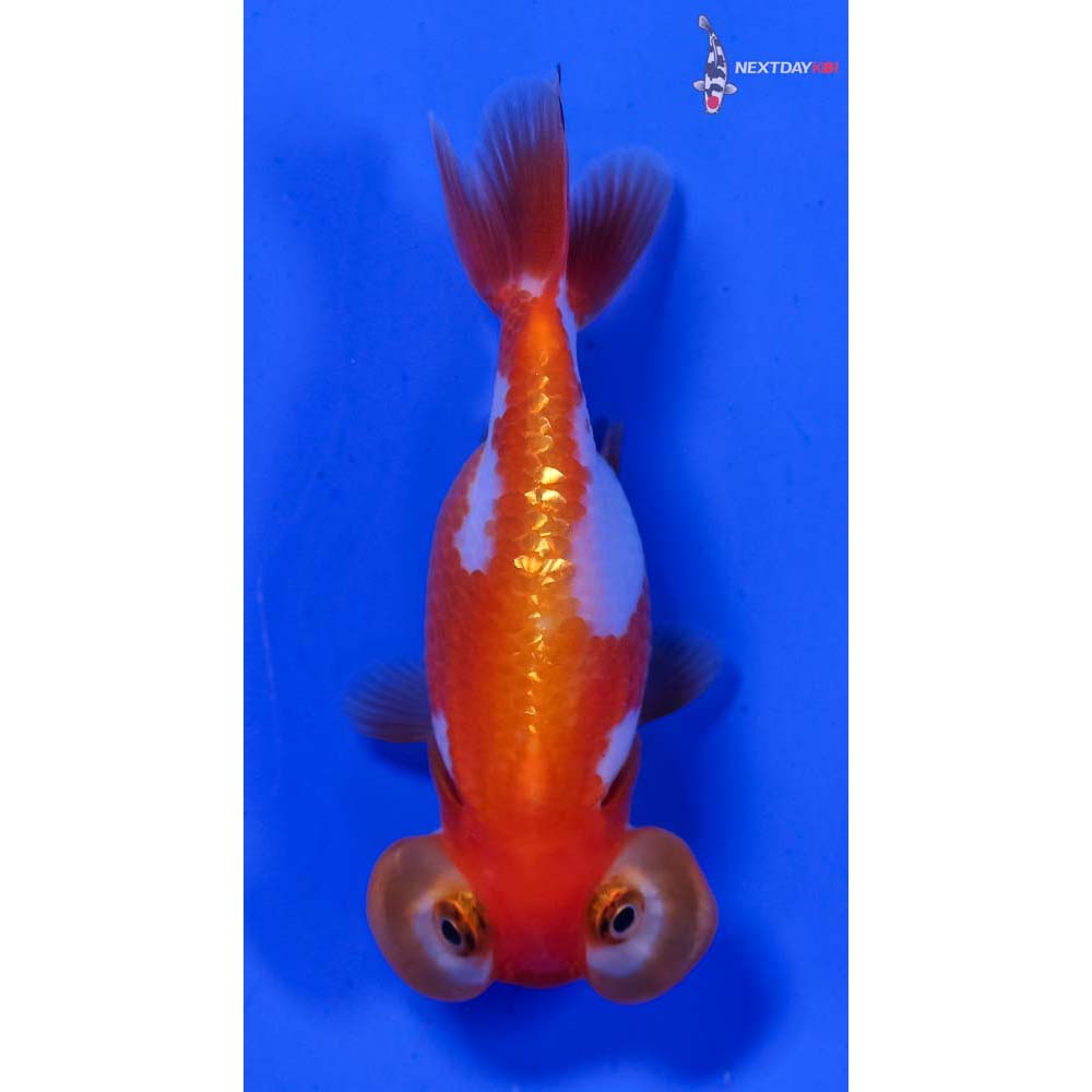 3” Imported Red and White Bubble Eye