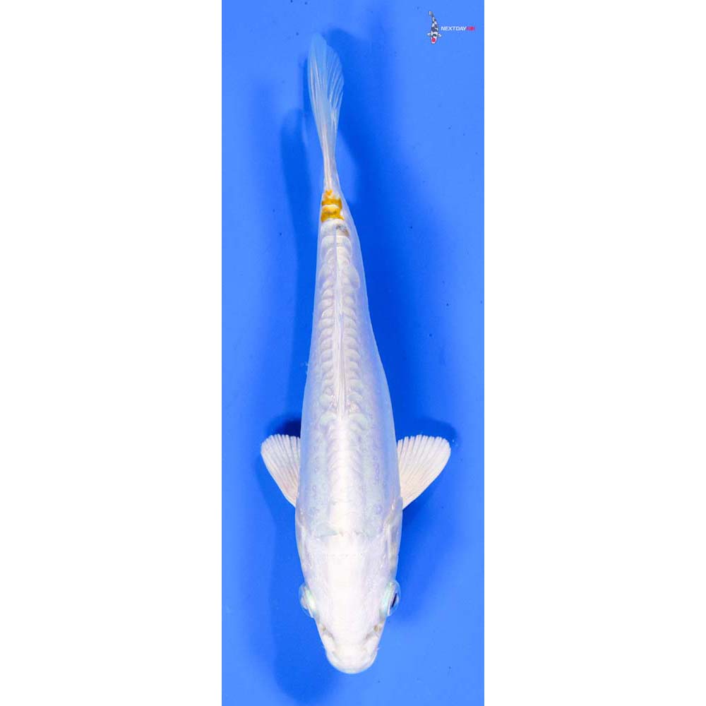 5.5” Imported Kikusui