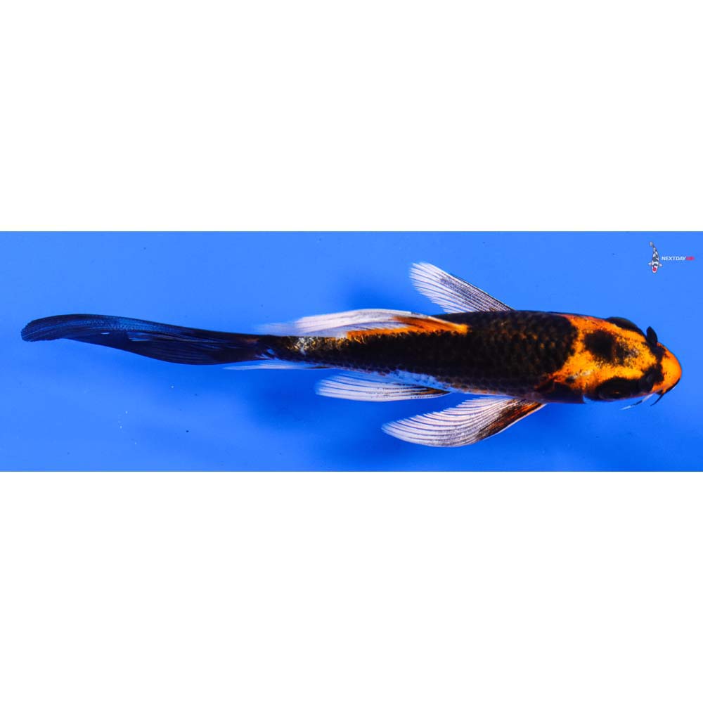 5” Imported Orenji Matsuba Butterfly Koi
