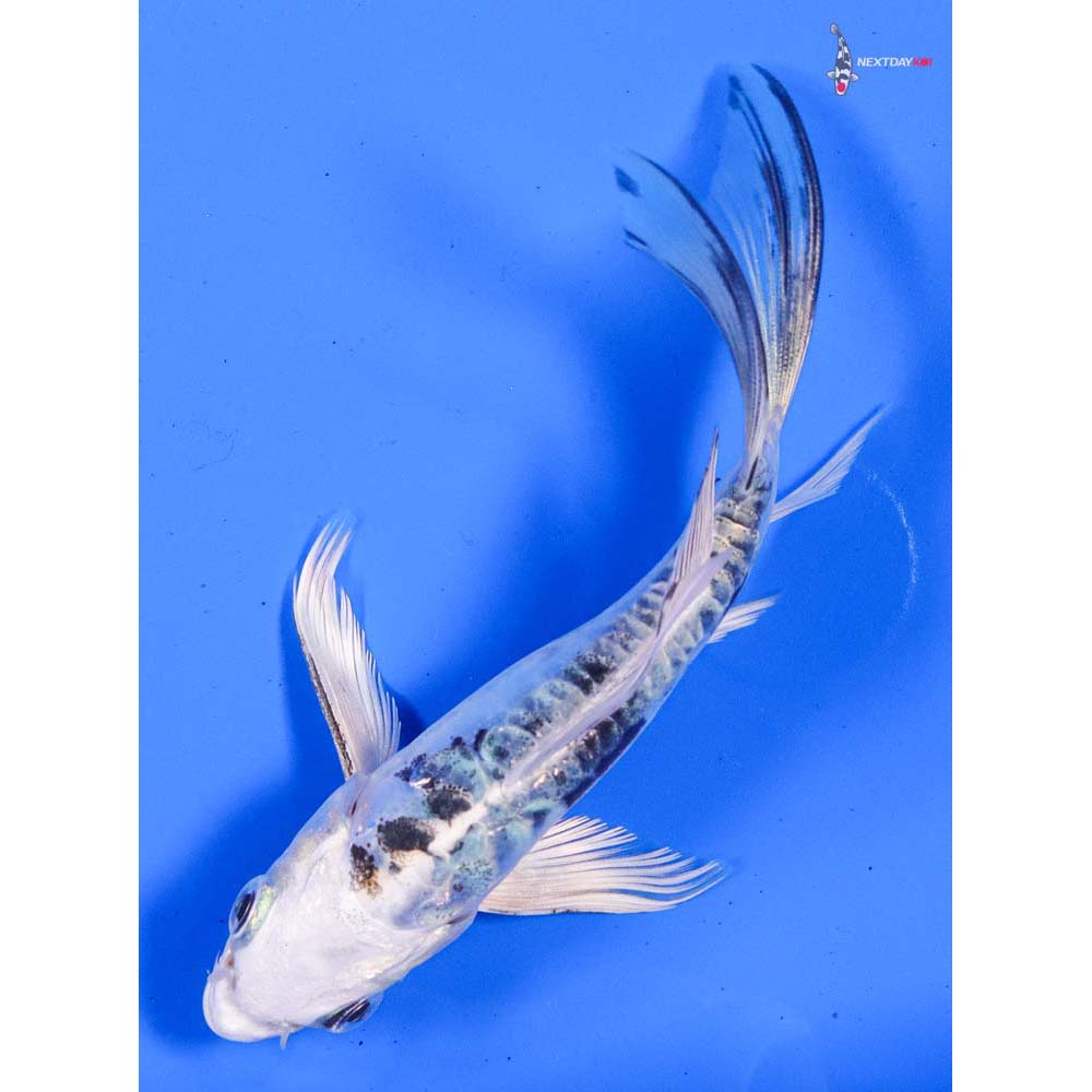 4.5” Imported Doitsu Gin Shiro Bekko Butterfly Koi