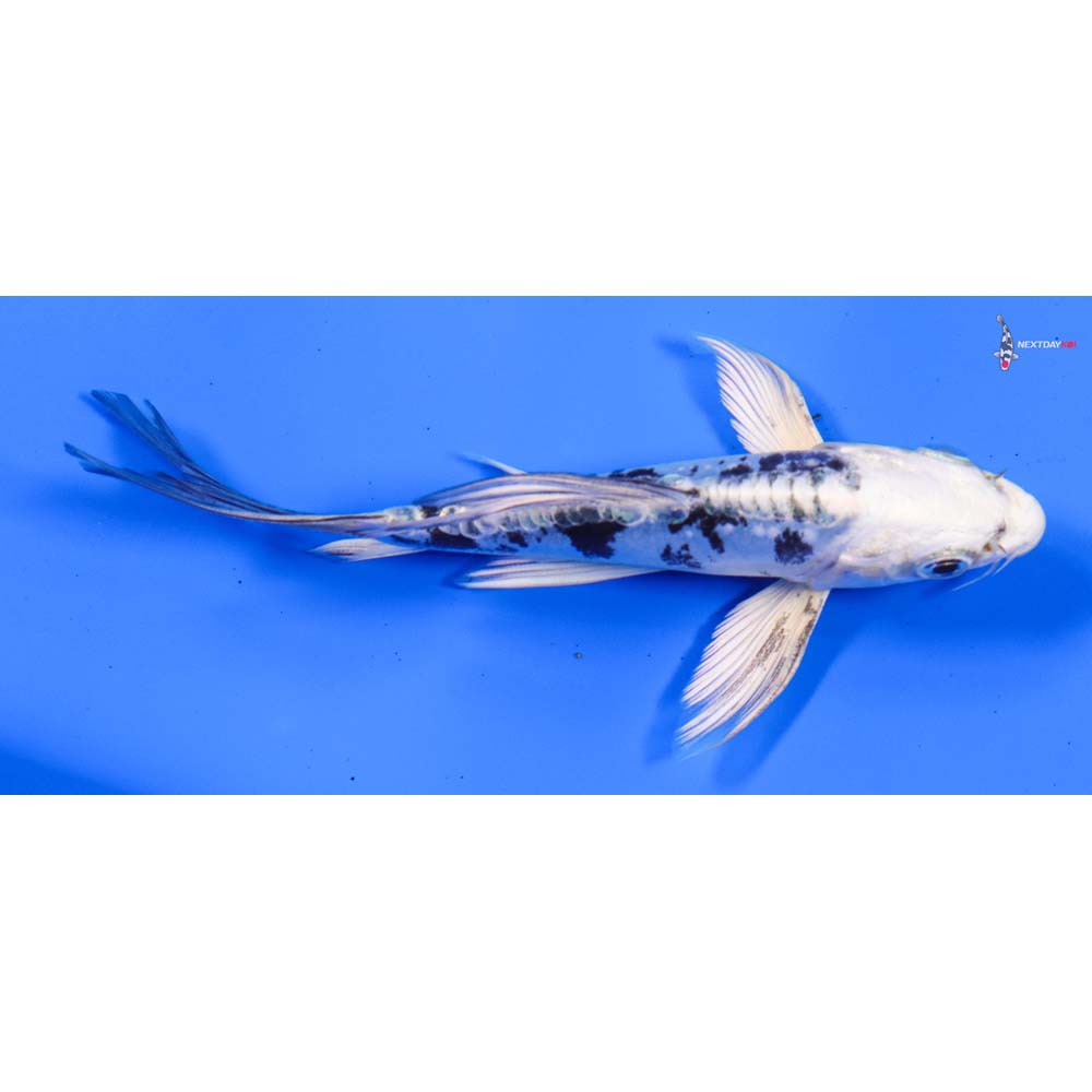 5” Imported Doitsu Gin Shiro Bekko Butterfly Koi
