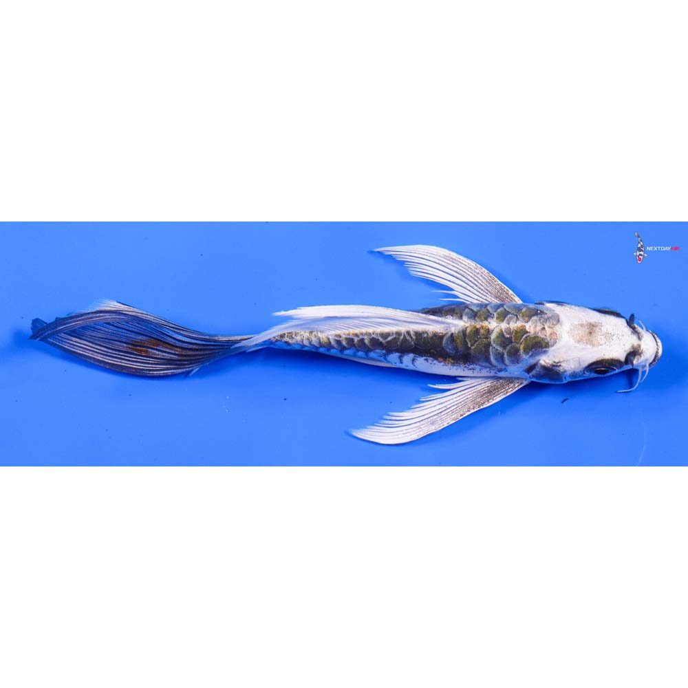 6” Imported Doitsu Kujaku Butterfly Koi