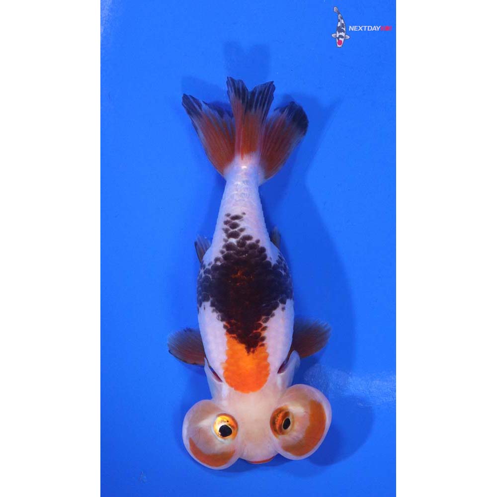 3.5” Imported Tri Color Bubble Eye