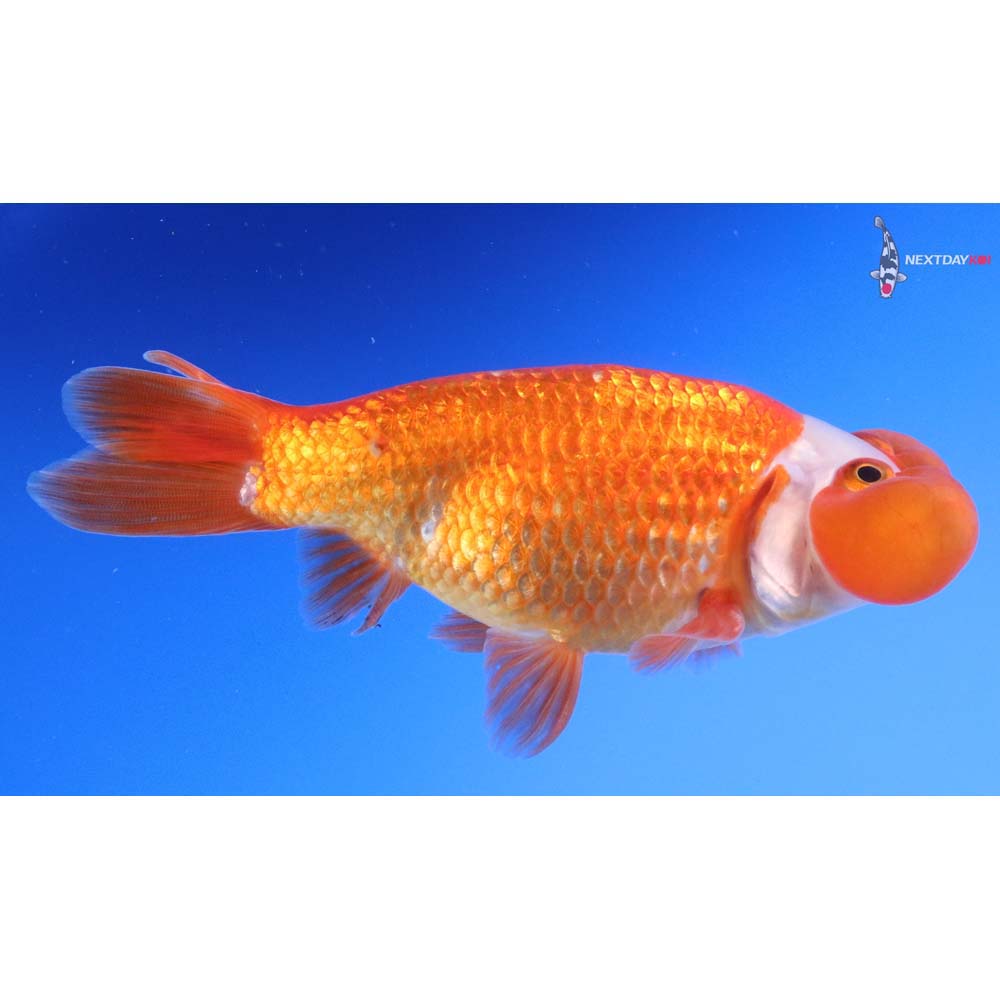 4.5” Imported Red and White Bubble Eye