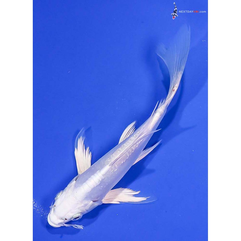 6” Imported Doitsu Platinum Ogon Butterfly Koi