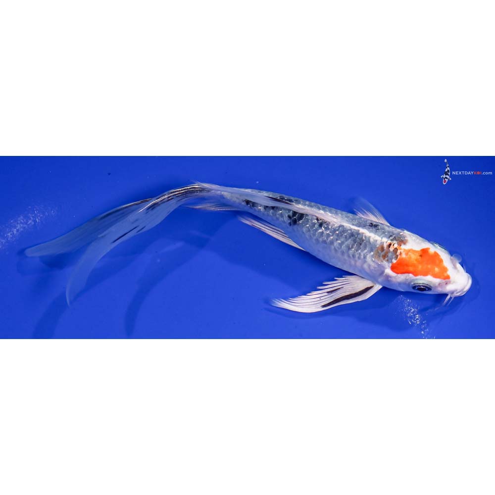6.5” Imported Yamato Nishiki Butterfly Koi
