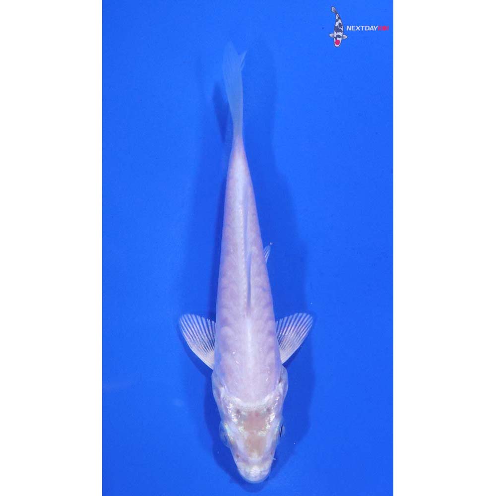 3.5” Imported Armor Scaled Platinum Ogon