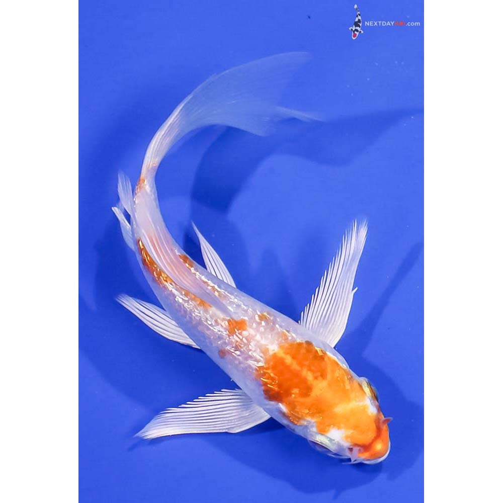 5” Imported Gin Rin Hariwake Butterfly Koi