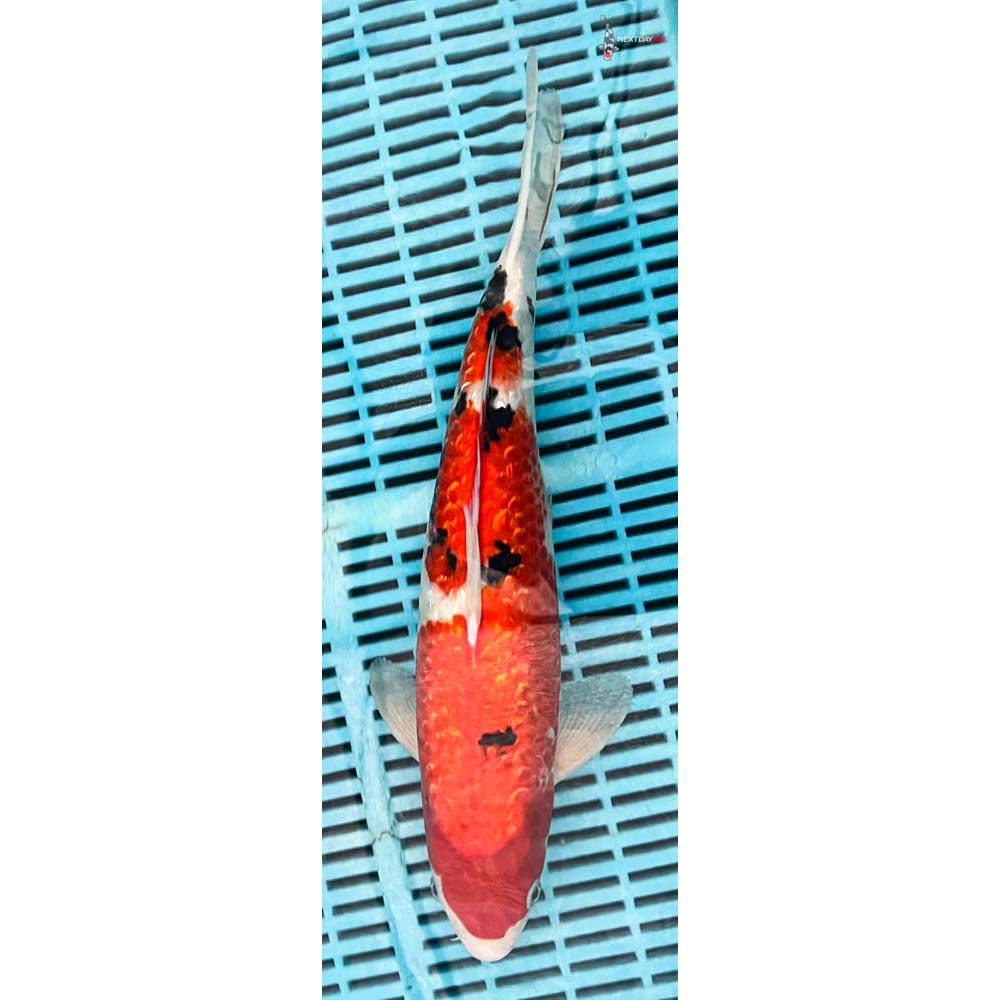 14-16” Imported Gin Rin Sanke