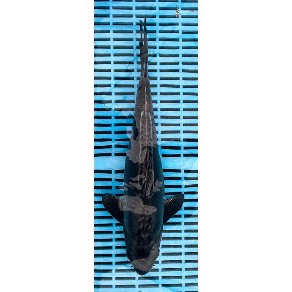 14-16” Imported Kikokuryu