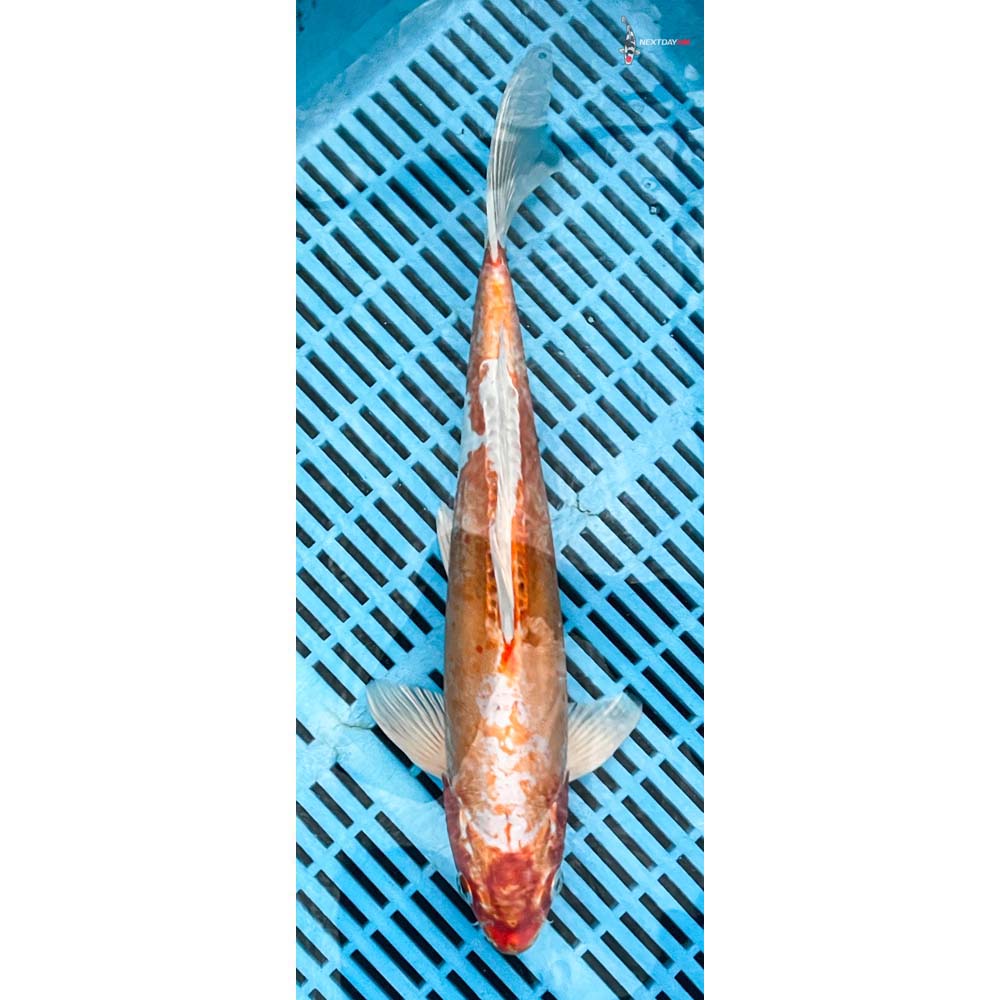 14-16” Imported Kikusui