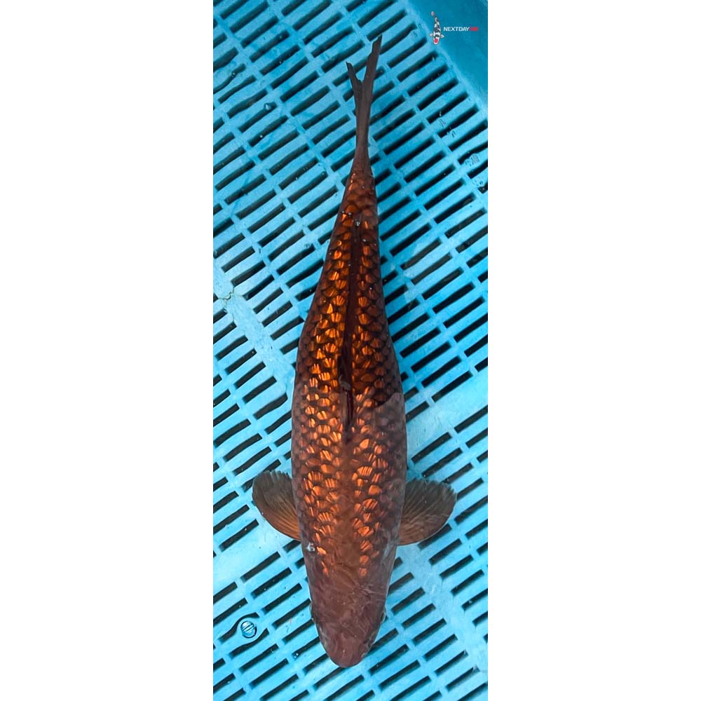 14-16” Imported Gin Rin Chagoi