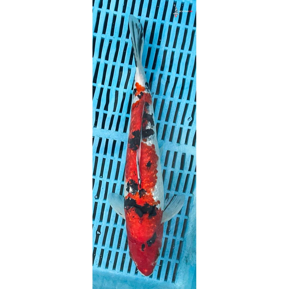 14-16” Imported Sanke