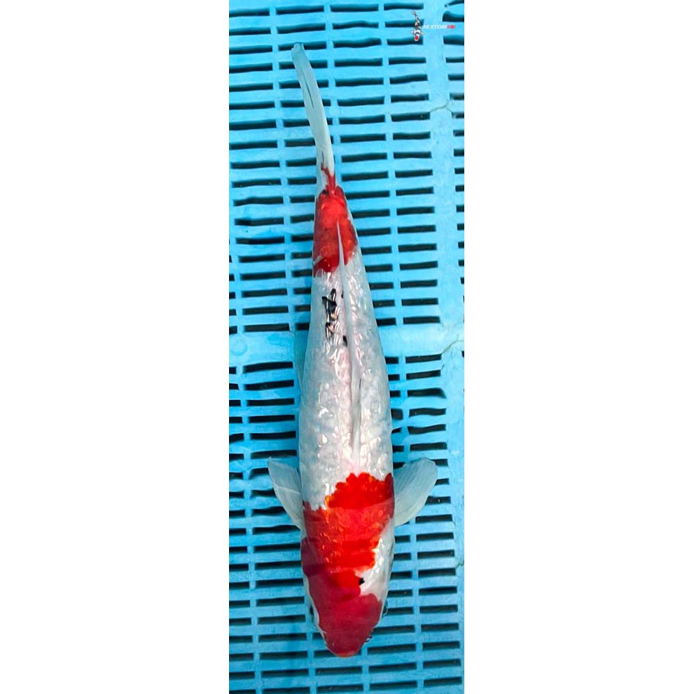 14-16” Imported Gin Rin Sanke
