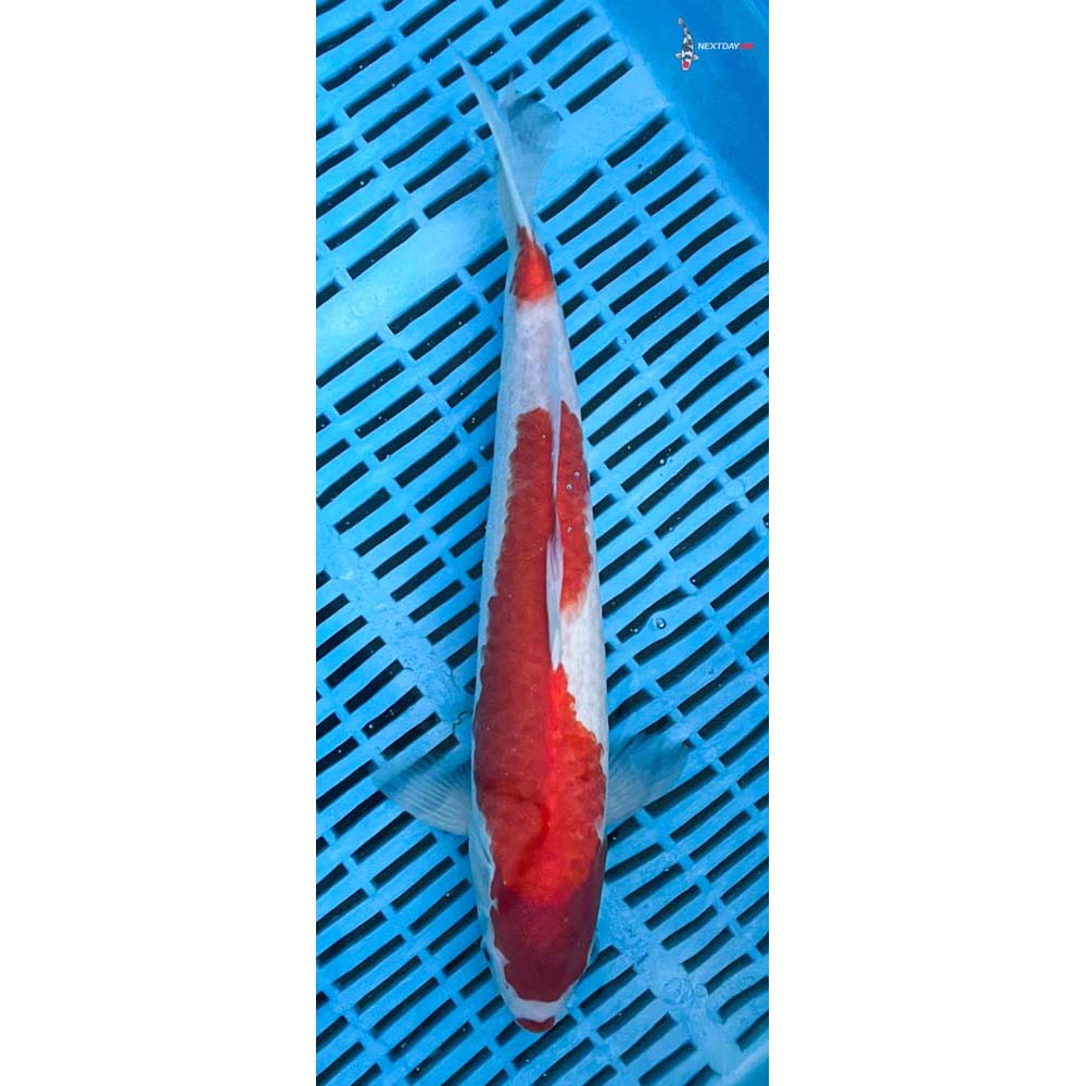 14-16” Imported Kohaku