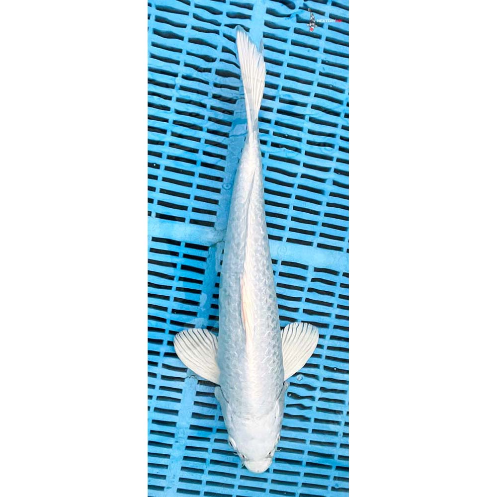 16-18” Imported Platinum Ogon