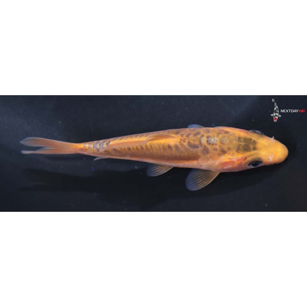 3.5” Imported Shusui