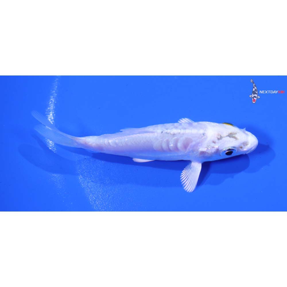 3” Imported Kikusui
